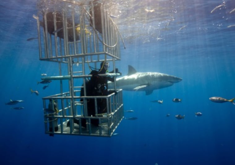 To really get your fear glands pumping, try diving with Great White Sharks, but stay in the cage. These man-eaters may be hungry, but behind the cage bars you are relatively safe. Just don't try sticking out your hand and grabbing a souvenir shark's tooth. 